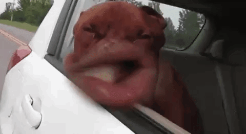 dog in car window lips flapping